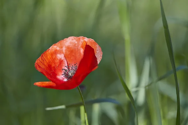 Red poppy (Papaver rhoeas) — Stock Photo, Image