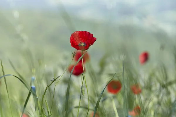 Fleurs de pavot rouge (Papaver rhoeas ) — Photo