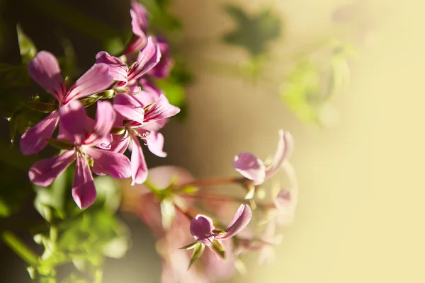 Vaaleanpunainen geranium — kuvapankkivalokuva