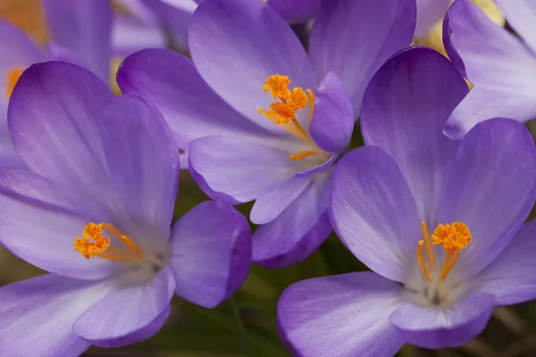 Primavera viola fiori di croco — Foto Stock