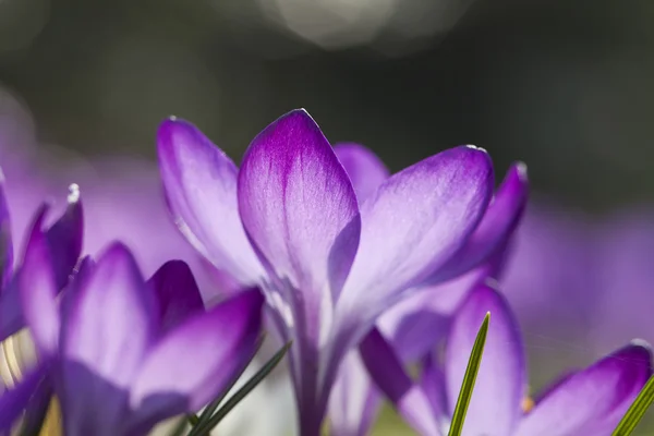 Purple Crocus flowers blooming — Stock Photo, Image
