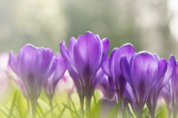 Fiori di croco viola con luce solare — Foto Stock