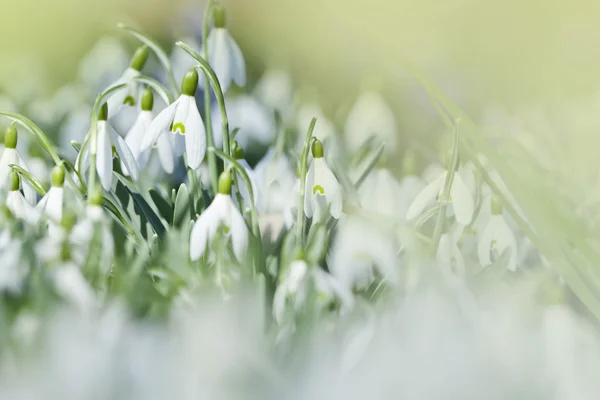 První květy sněženek — Stock fotografie