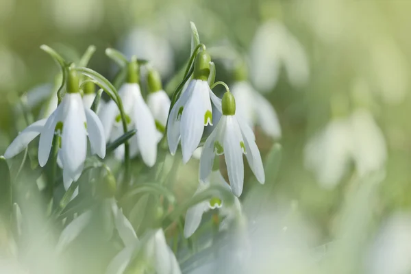 Premières fleurs de chute de neige — Photo