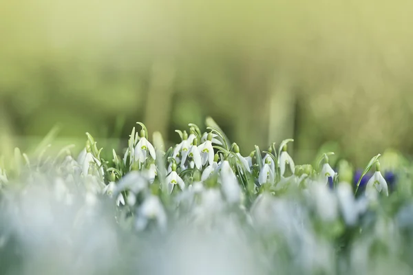 První květy sněženek — Stock fotografie