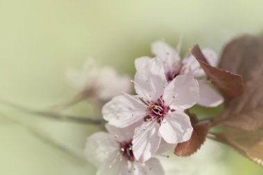 kiraz çiçekleri bahar