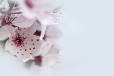 kiraz çiçekleri bahar