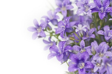 Campanula çan çiçekleri
