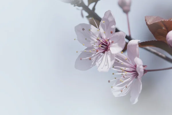 Spring cherry blossoms — Stock Photo, Image