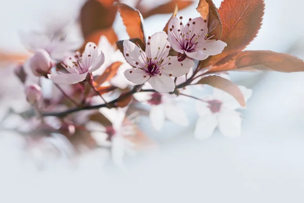 Jarní Třešňové květy — Stock fotografie