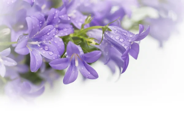 Campanula flores de campana — Foto de Stock