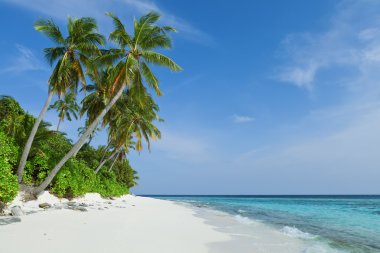 Tropical beach with coconut palms, Maldives Island