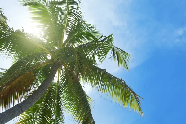 Palm tree on the blue sunny sky — Stock Photo, Image