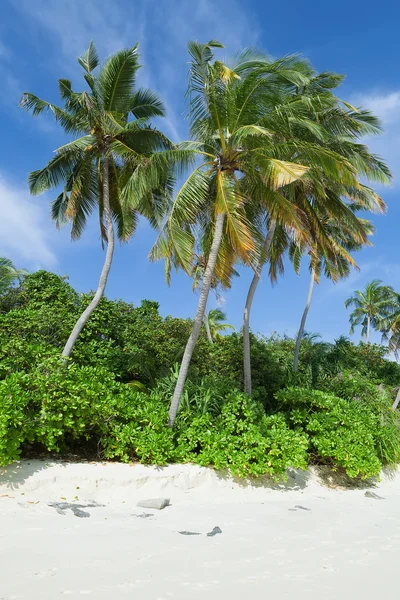 열 대 해변 코코넛 손바닥, 몰디브 섬 — 스톡 사진