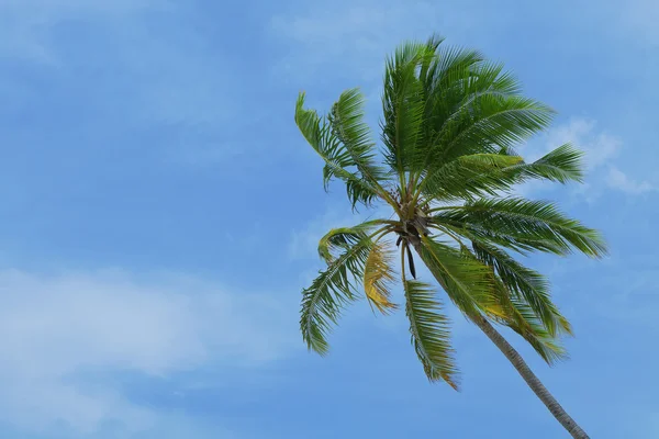 Palm tree — Stock Photo, Image