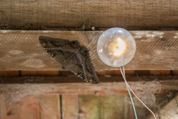 Moth with lightbulb — Stock Photo, Image
