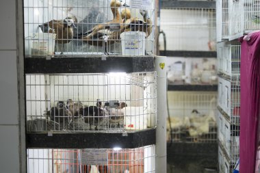 Ördekler kafesleri Satılık