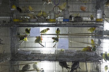 Satılık kafeslerde parakeets