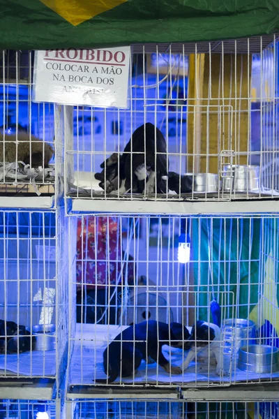 벨으로 리 존 테, 브라질-7 월 28 일: 시장에 있는 판매를 위한 강아지. 는 — 스톡 사진
