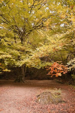yolu ile sonbahar orman sezon sonbahar