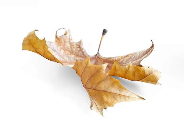Folha de outono, foco seletivo — Fotografia de Stock