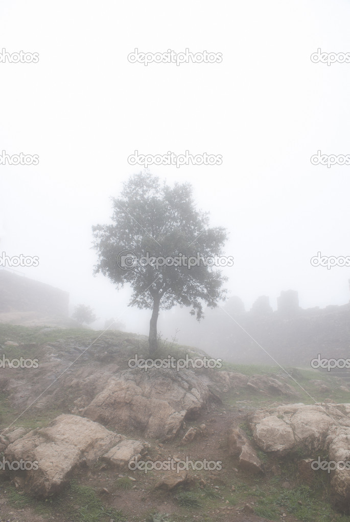 Foggy landscape, Loneliness tree