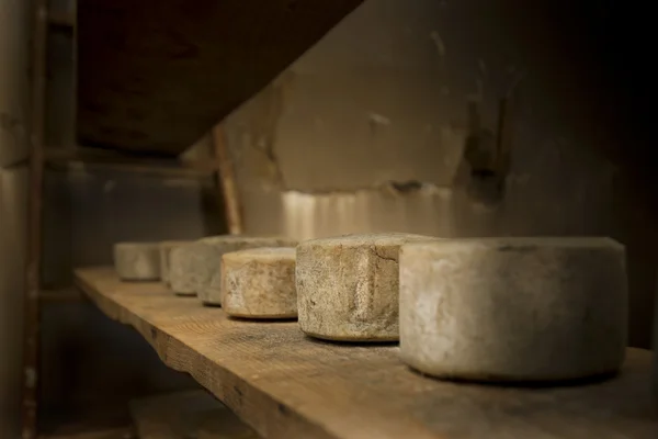 Eski peynirler — Stok fotoğraf