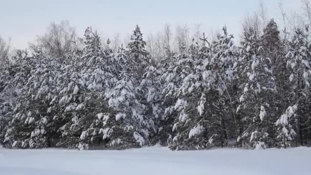 Foresta invernale ghiacciata con alberi innevati. Incredibile paesaggio invernale. Vista frontale — Video Stock