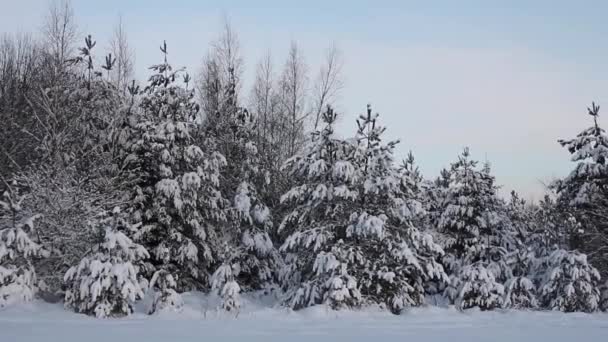 Magisch en besneeuwd bos in de winter. Wandeling in de buurt van winterbos met besneeuwde bomen op een mooie vorstavond — Stockvideo