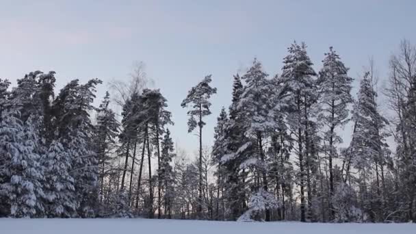 Zimowy las z pokrytymi drzewami ze śniegiem. Piękny zimowy krajobraz natury o zachodzie słońca. Tło lasu sosnowego — Wideo stockowe