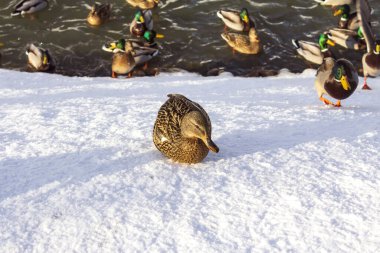 Donmuş bir gölün üzerindeki vahşi ördekler. Kış manzarası