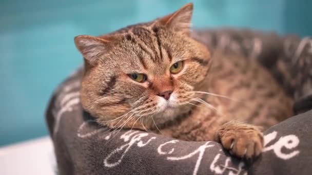 Die Katze der Britisch gestreiften Kurzhaar-Rasse liegt auf einer Decke und blickt träge in die Kamera. — Stockvideo