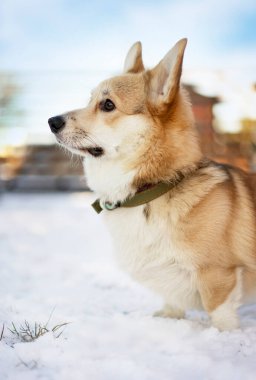 Bir corgi köpeği kar üzerinde oturur. Arkaplanda ahşap bir çit ve mavi bir gökyüzü vardır..