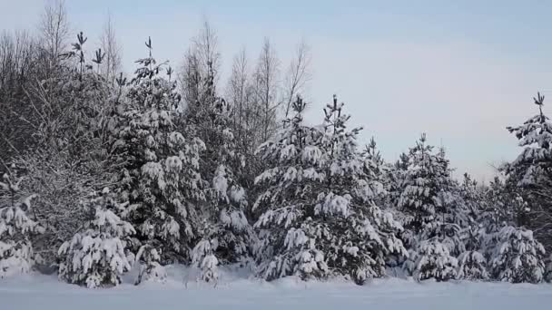 Floresta de coníferas de inverno na neve — Vídeo de Stock