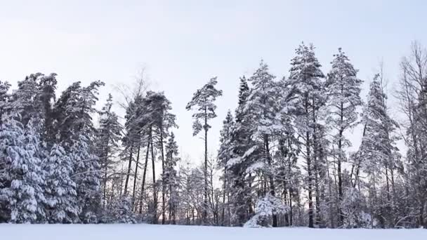 Les grands pins sont couverts de neige sur fond de coucher de soleil. — Video