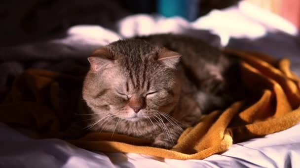Randig katt skapa Brittisk stenografien choklad fläck ligger på soffan och skopor från den ljusa solen — Stockvideo