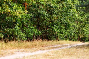 Meşe koruluğu boyunca rahat bir orman yolu..