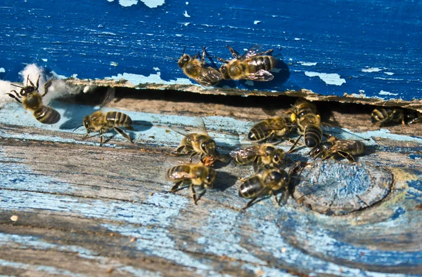 Bees in the hive — Stock Photo, Image