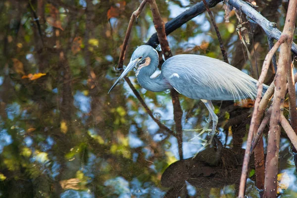 Gran Garza Azul Imagen de stock