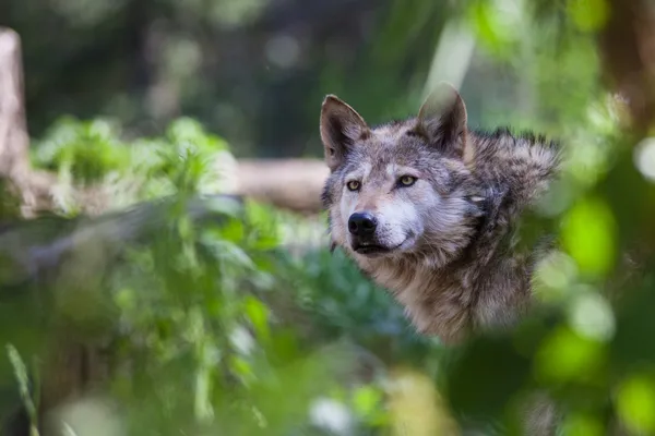 Mexican Wolf Stock Photo