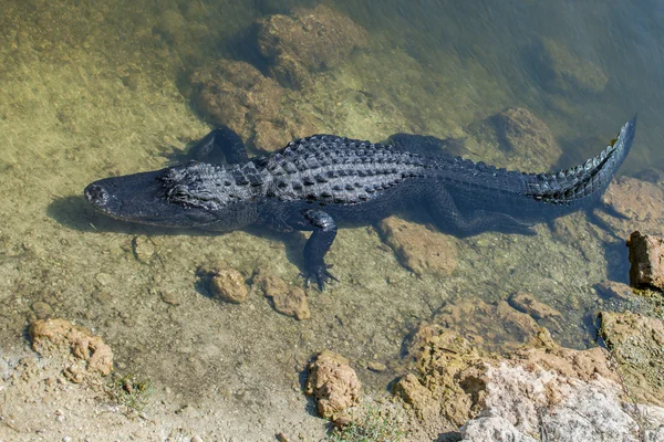 Alligator Photo De Stock