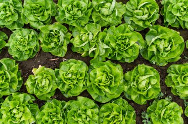 Kırsal bir serada taze organik marul. Sıra sıra marul fideleri. Marul taze yaz salatası için hazır..