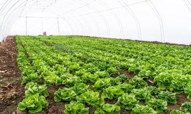 Kırsal bir serada taze organik marul. Sıra sıra marul fideleri. Marul taze yaz salatası için hazır. Serada salata bitkileri ve otomatik sulama sistemi..