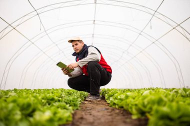 Çiftçi kaliteyi kontrol ediyor ve sulama sistemini tabletle başlatıyor. Tarımda modern teknoloji. Kırsal bir serada taze organik marul. Akıllı çiftçilik.