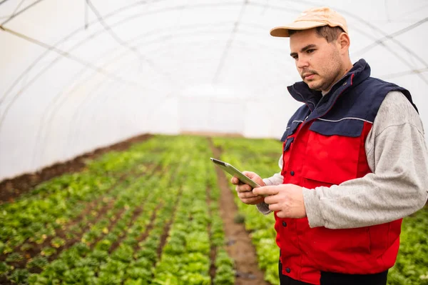Zemědělci Kontrolují Kvalitu Začínají Zavlažovat Zavlažovací Systém Tabletu Moderní Technologie — Stock fotografie