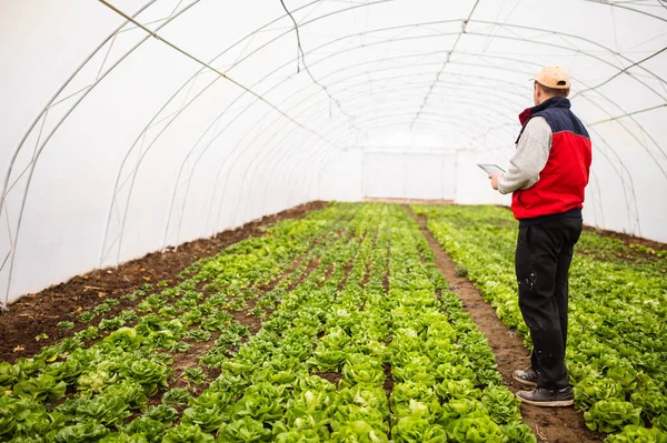 Jovem Agricultor Verificando Qualidade Iniciando Sistema Irrigação Por Comprimido Tecnologia — Fotografia de Stock