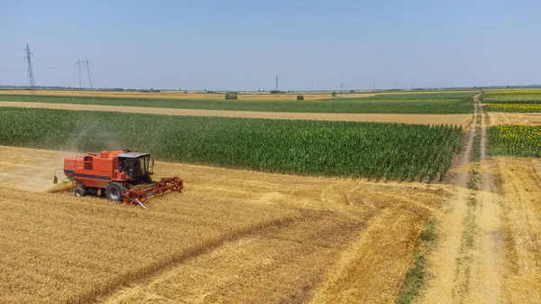 Aerial Top View Agricultural Harvester Combine Cutting Harvesting Mature Wheat — Stok fotoğraf