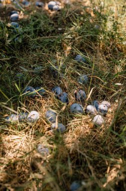 Plum harvest. Plums on the ground.
