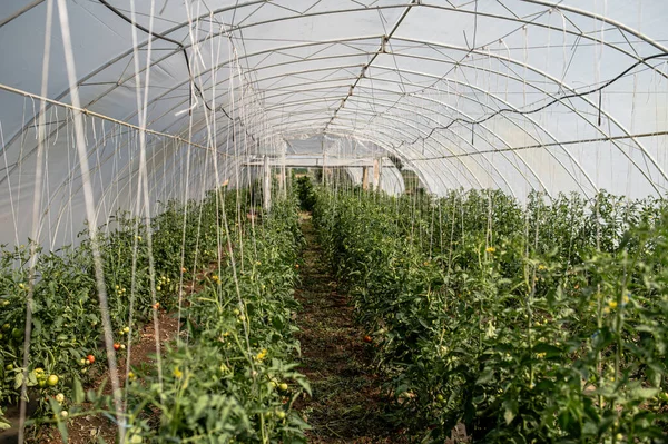 Greenhouse with tomatoes. A large greenhouse with vegetables