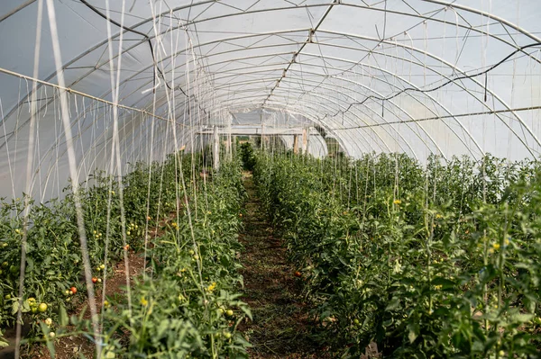 Estufa Com Tomates Uma Grande Estufa Com Legumes — Fotografia de Stock